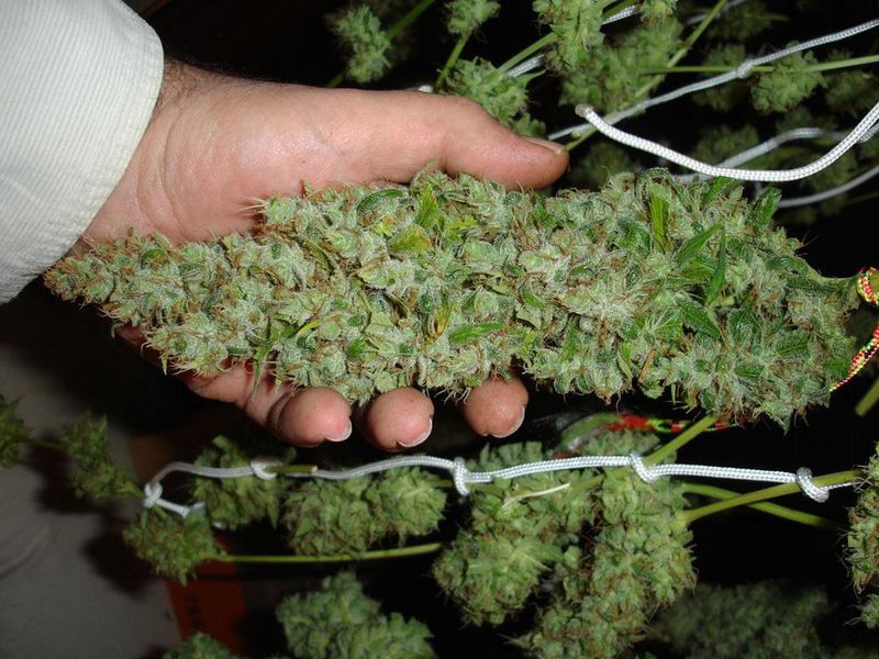 augmenter-tete-cannabis
