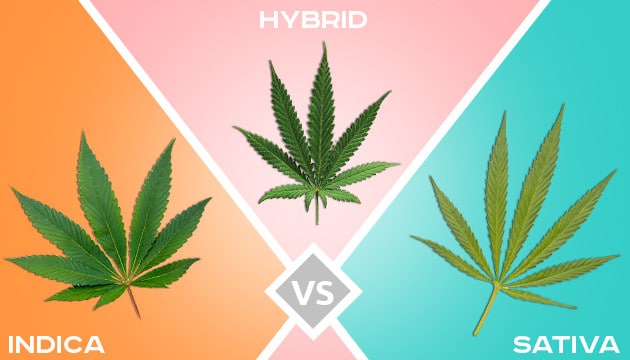 choix variétes cannabis