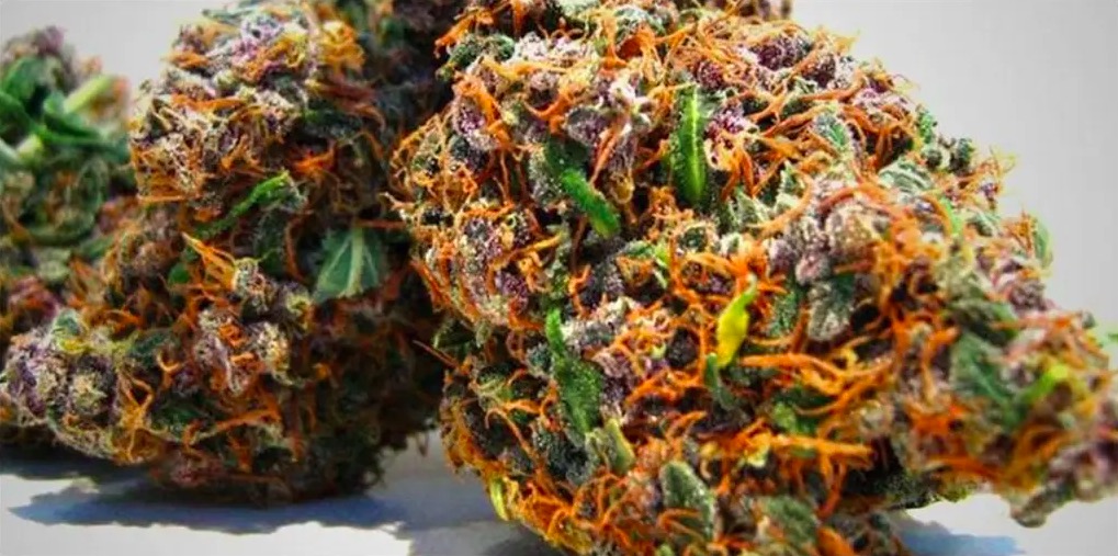 cannabis le plus cher du monde